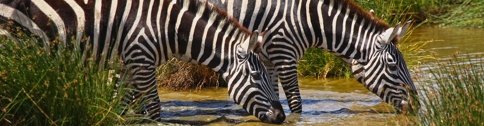 2 Zebras drinking water from a small pond in Selous Game Reserve